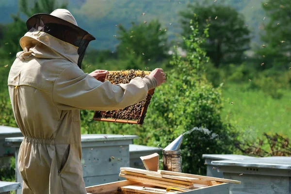 Imker Entfernen Die Bienenwaben Aus Dem Bienenstock Eine Person Imkeranzug — Stockfoto