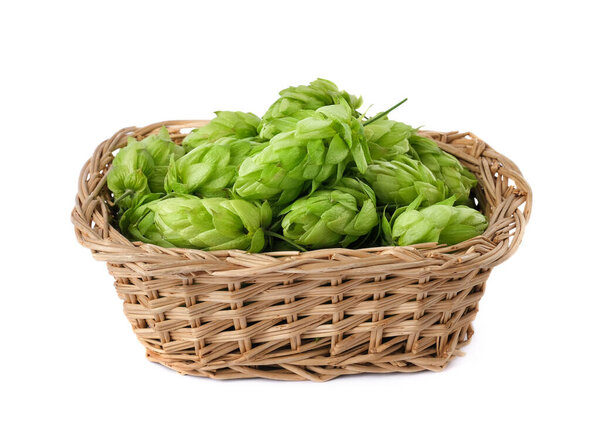 Hop cones in a straw basket on a white background. Green fresh hop cones for making beer and bread closeup. Hops are main ingredients in Beer production