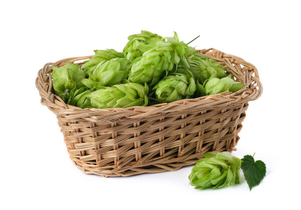Hop cones in a straw basket on a white background. Green fresh hop cones for making beer and bread closeup. Hops are main ingredients in Beer production