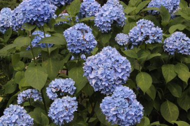 Bahçedeki güzel çiçekler