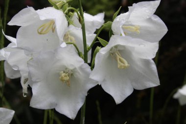 Beyaz ve sarı bir çiçek.