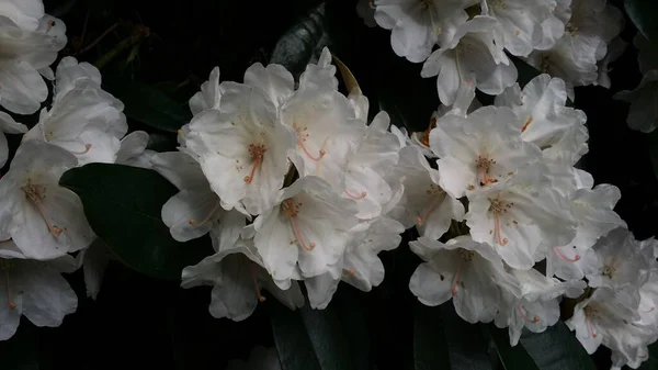 Piękne Botaniczne Ujęcie Naturalna Tapeta — Zdjęcie stockowe