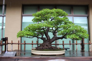Bahçedeki bonsai ağacı