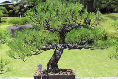 Güzel botanik fotoğrafı, doğal duvar kağıdı.