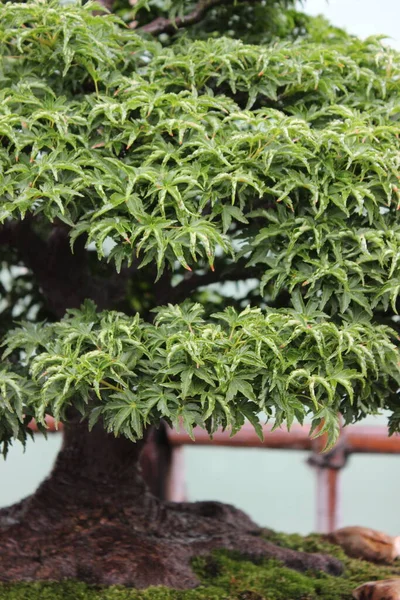 Planta Verde Jardín — Foto de Stock