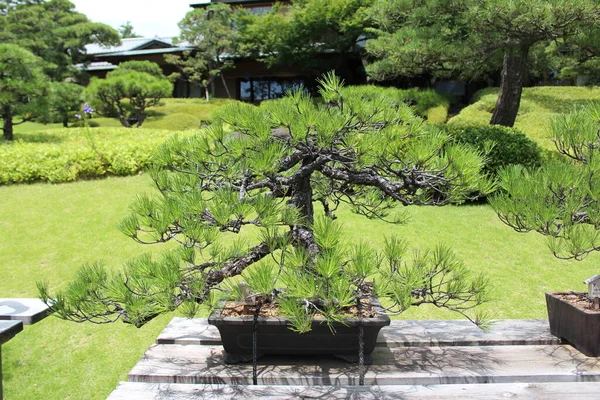 Japanese Garden Bonsai Tree — 图库照片
