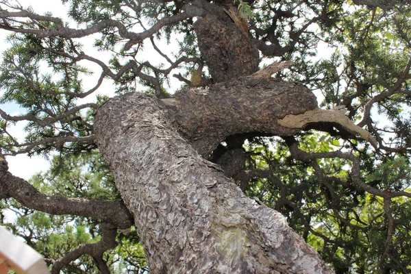 Ramas Árboles Bosque — Foto de Stock