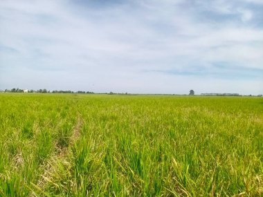 Pirinç tarlasında pirinç bitkisi olan güzel manzara