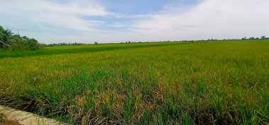 Pirinç tarlasında pirinç bitkisi olan güzel manzara