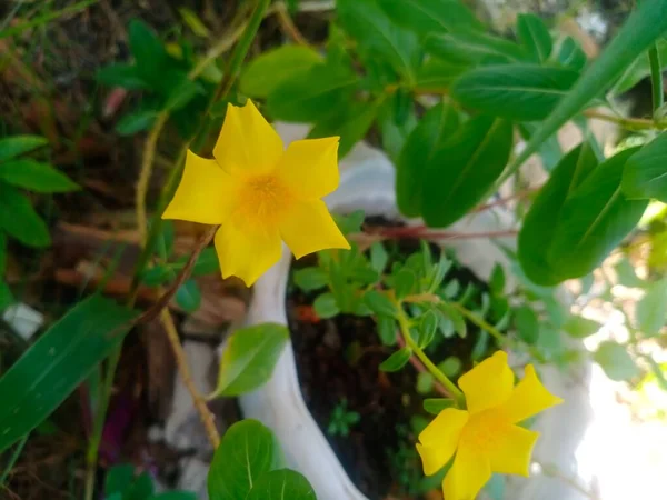 輝く黄色で朝に美しく咲く花々 — ストック写真