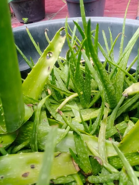 Aloe Vera Växt Som Ser Vacker Som Trivs Blomkrukor — Stockfoto