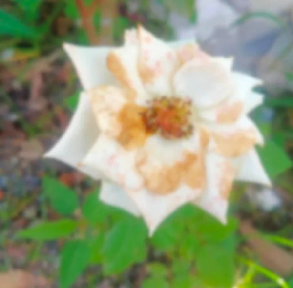 Schöne Weiße Rosen Die Morgen Blühen — Stockfoto