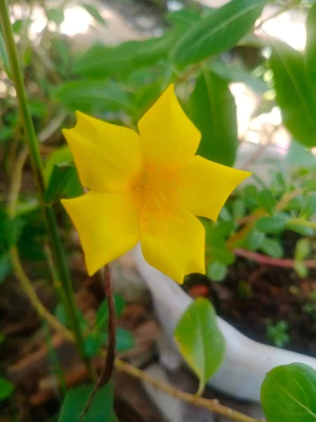 Kwiaty Które Kwitną Pięknie Rano Błyszczącym Żółtym Kolorze — Zdjęcie stockowe