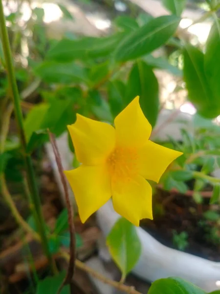Цветы Которые Цветут Красиво Утрам Сияющим Желтым Цветом — стоковое фото