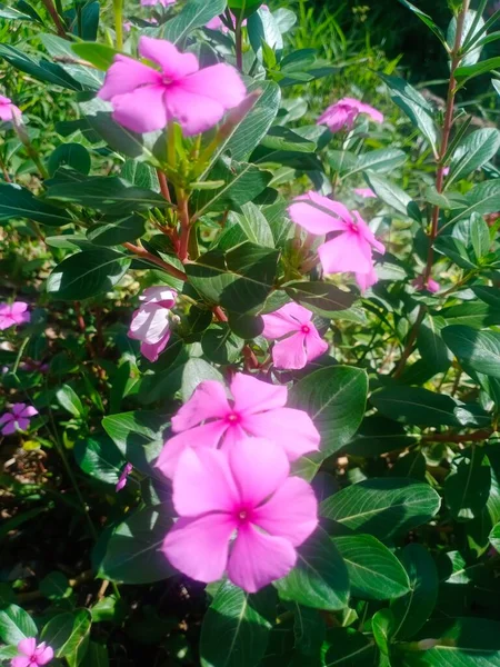 beautiful flowers blooming in the morning with shining pink