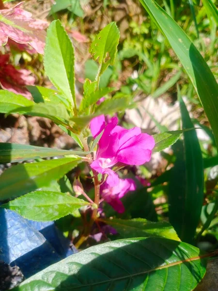 Flores Bonitas Florescendo Manhã Com Rosa Brilhante — Fotografia de Stock