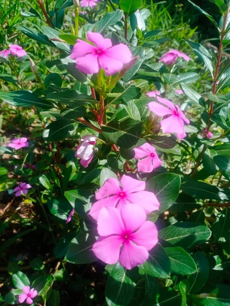 Красивые Цветы Цветущие Утром Сияющим Розовым — стоковое фото