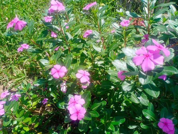 Parlayan pembe çiçeklerle sabah açan güzel çiçekler