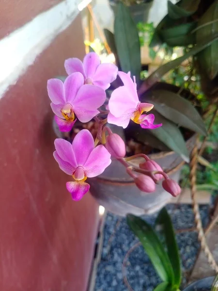 Beautiful Flowers Blooming Morning Shining Pink — Stock Photo, Image
