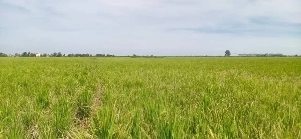 Прекрасный Вид Рисовым Растением Рисовом Поле — стоковое фото