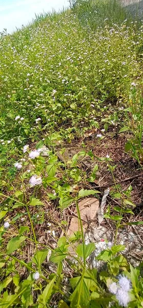 Güzel çiçekli yabani bitki