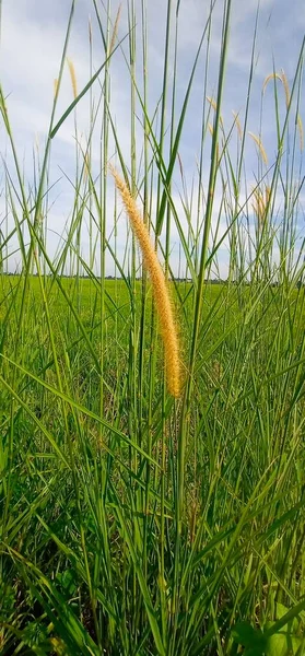 Hermosa Planta Silvestre Floración — Foto de Stock