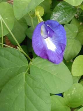 pembe orkide yakın çekim