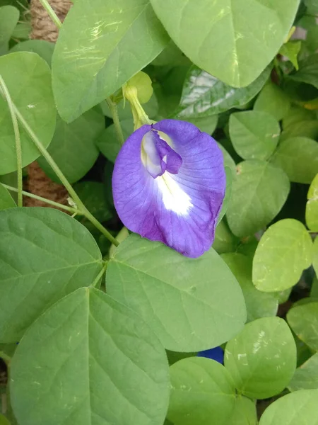 Bela Flor Orquídea Roxa — Fotografia de Stock