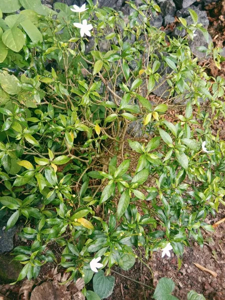 Bahçede yeşil yapraklar