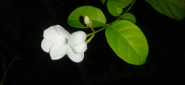Güzel botanik fotoğrafı, doğal duvar kağıdı.