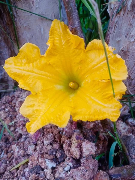 Ahşap arka planda bir balkabağının sarı ve yeşil yaprakları