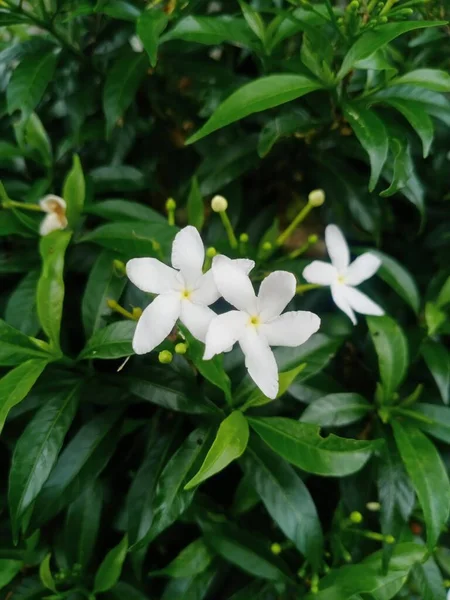 Mooie Witte Bloemen Tuin — Stockfoto