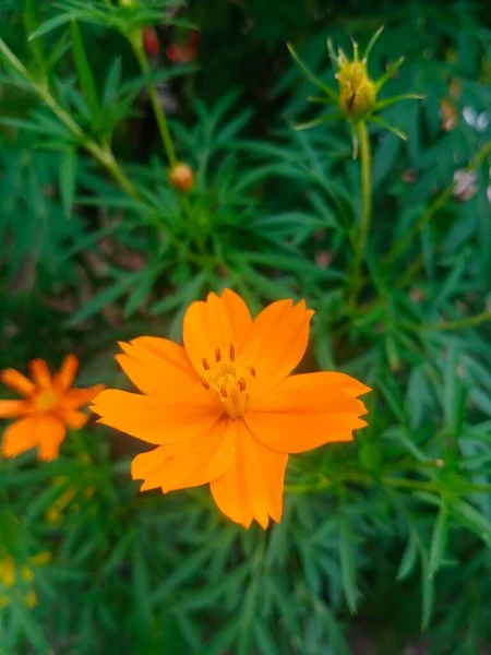 Bahçedeki güzel çiçekler