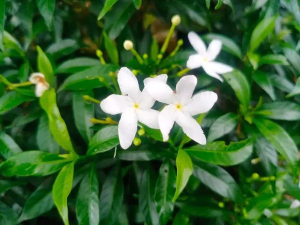 Bahçedeki güzel beyaz çiçekler