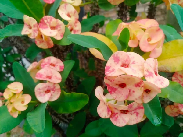 Güzel botanik fotoğrafı, doğal duvar kağıdı.