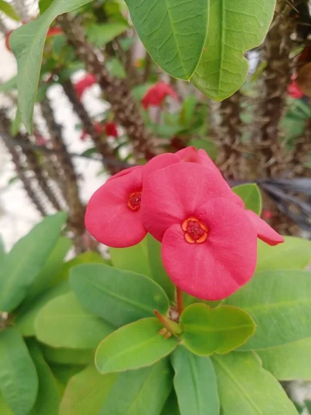 Όμορφο Ροζ Λουλούδι Στον Κήπο — Φωτογραφία Αρχείου