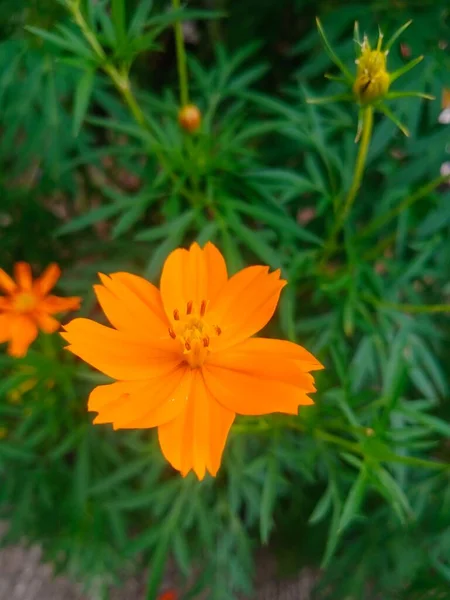 Flores Bonitas Jardim — Fotografia de Stock