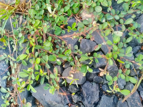 green leaves on the ground