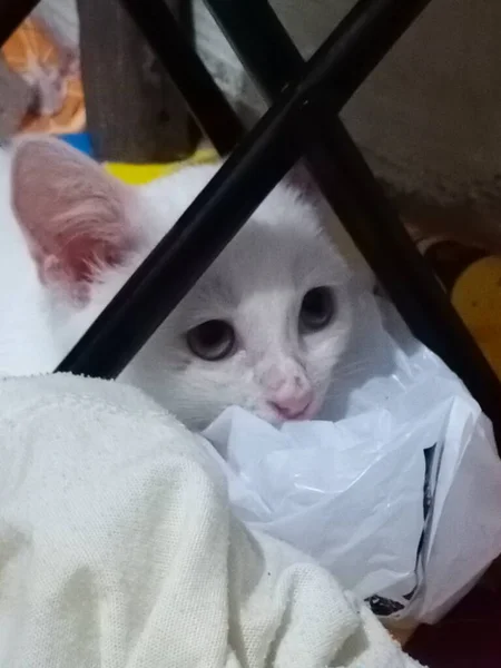 Lindo Gato Está Jugando — Foto de Stock