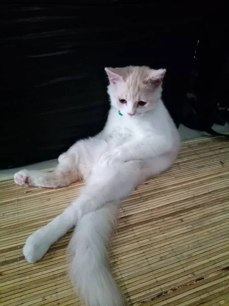 Şirin kedi oynuyor.