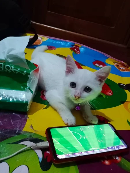 Lindo Gato Está Jugando — Foto de Stock