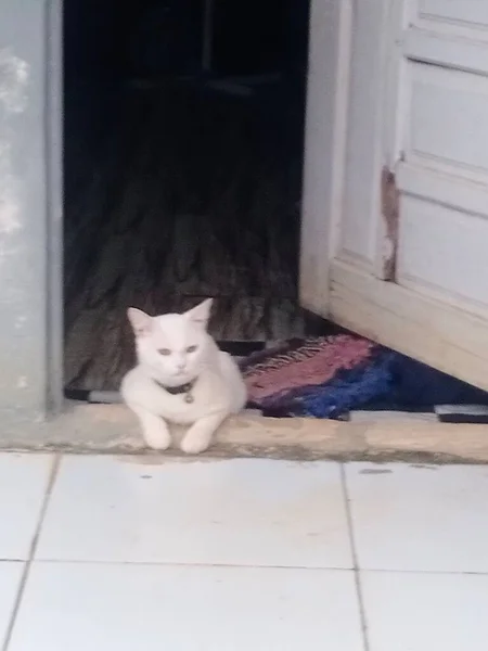 Kedi yerde oturuyor.