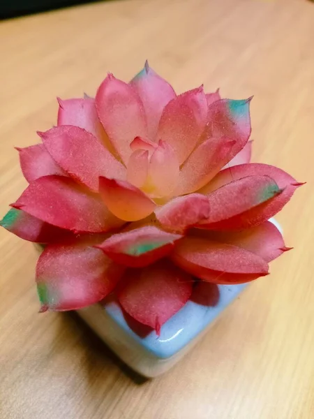 Közel Egy Rózsaszín Virág Egy Asztalon — Stock Fotó