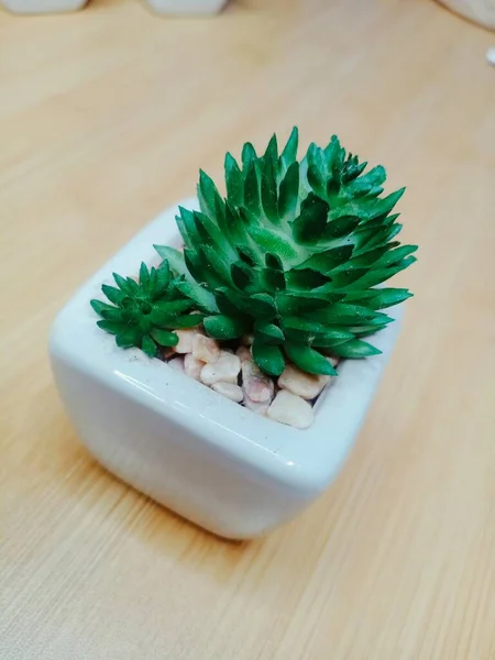 Zöld Kaktusz Egy Cserépben Egy Asztalon — Stock Fotó