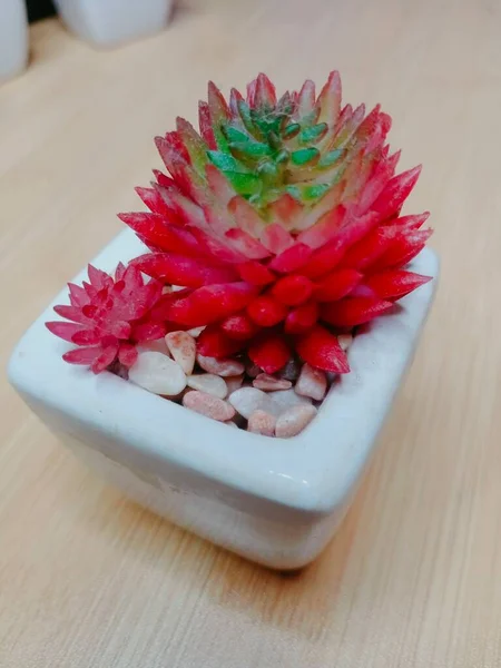 Kırmızı ve beyaz bir çiçeğe yaklaş