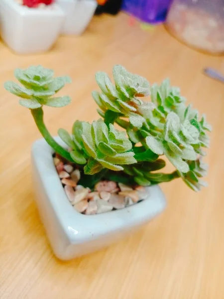 Lezzetli Asya yemeklerinin yakın görüntüsü