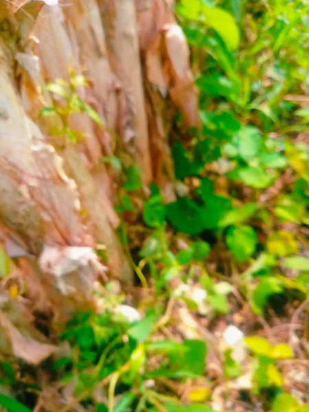 Ormanda yeşil yapraklar