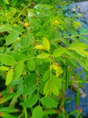 yeşil yapraklar, bitkiler ve yapraklar