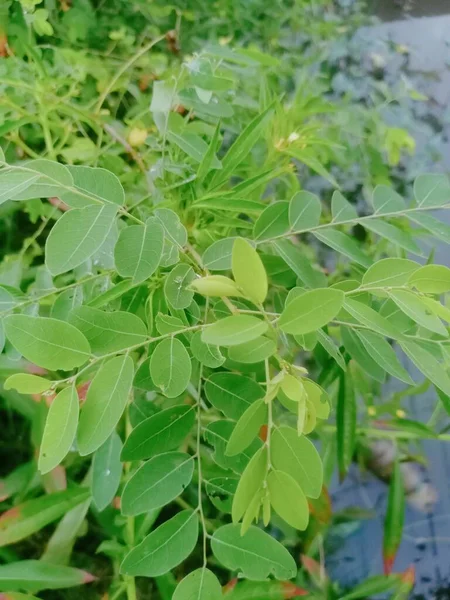 Bir Bitkinin Yeşil Yaprakları — Stok fotoğraf