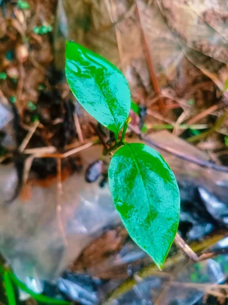 Foglie Piante Verdi Sul Ramo Dell Albero — Foto Stock